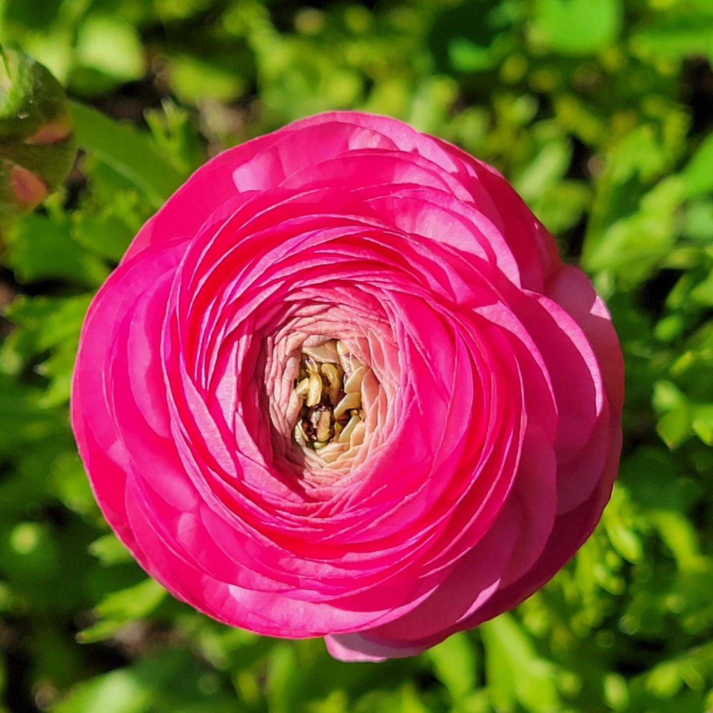 Spring Flower Subscription